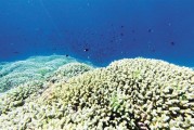 首次全面“体检”显示:我仙宾礁珊瑚礁生态系统总体健康 首次全面“体检”显示:我仙宾礁珊瑚礁生态系统总体健康