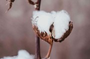如何分析看涨期权的潜在收益与风险？这种潜在收益和风险如何评估？